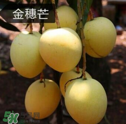 芒果有哪些品種？哪種芒果最好吃？