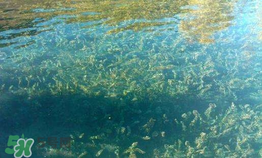 螺旋藻副作用有哪些？吃螺旋藻的禁忌