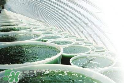 螺旋藻是飯前吃還是飯后吃？螺旋藻怎么吃？