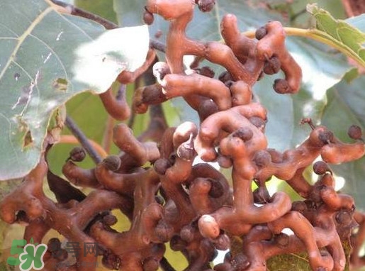 拐棗怎么吃？拐棗好吃嗎