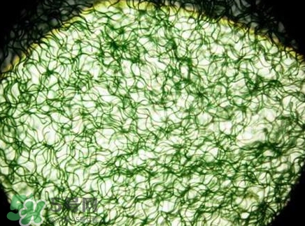 螺旋藻減肥嗎？螺旋藻減肥的正確吃法