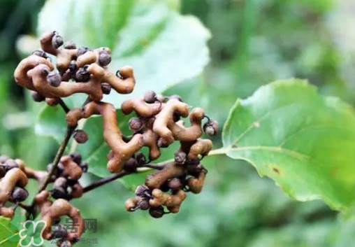 拐棗怎么吃？拐棗好吃嗎