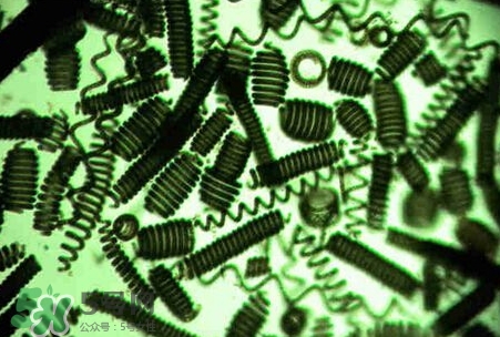 螺旋藻減肥嗎？螺旋藻減肥的正確吃法