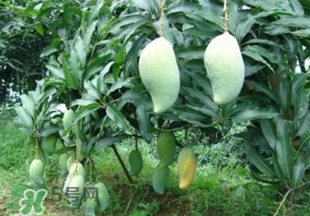 芒果有哪些品種？哪種芒果最好吃？