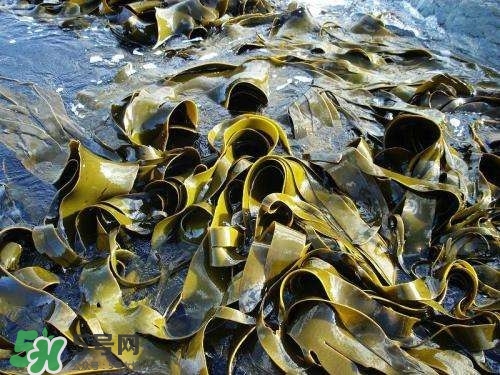 螺旋藻是飯前吃還是飯后吃？螺旋藻怎么吃？