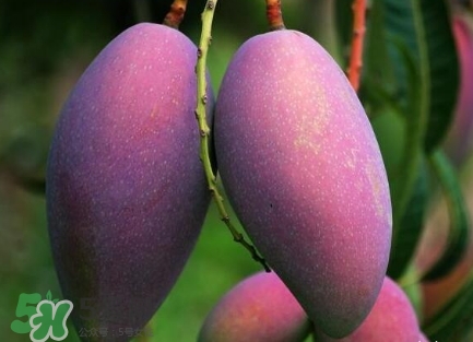 芒果有哪些品種？哪種芒果最好吃？