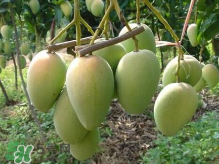 芒果有哪些品種？哪種芒果最好吃？