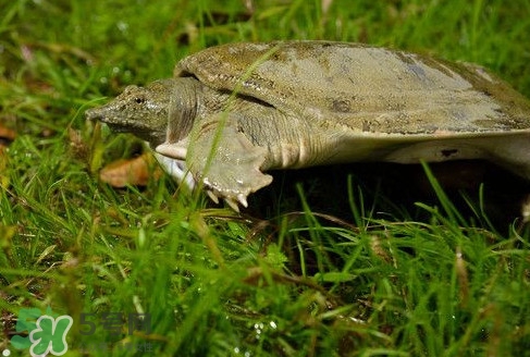 甲魚又叫什么？甲魚吃什么食物