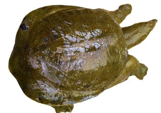 腳魚有靈性嗎？腳魚吃了有什么好處