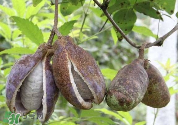 八月瓜可以美容嗎？八月瓜怎么吃有美容效果？