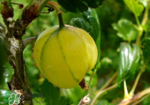 燈籠果好吃嗎 燈籠果什么味道 燈籠果好吃嗎 燈籠果什么味道