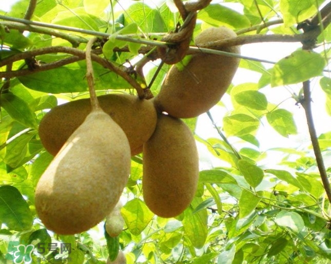 八月瓜孕婦能吃嗎？八月瓜的功效與作用