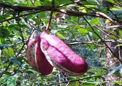 八月瓜能種植嗎？八月瓜怎么種植？