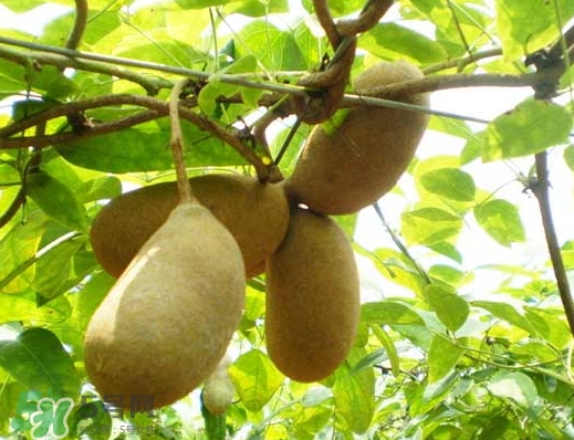 八月瓜能放冰箱嗎？八月瓜怎么保存？