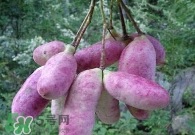 八月瓜可以補(bǔ)腎嗎？八月瓜的營養(yǎng)價值