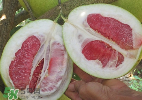 紅肉蜜柚是哪里產(chǎn)的？紅肉蜜柚的種植技術(shù)