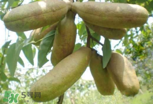 八月瓜可以經(jīng)常吃嗎？八月瓜可以多吃嗎？