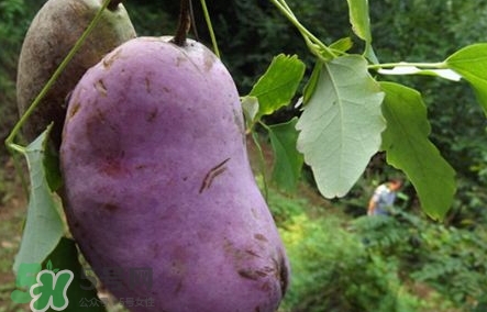 八月瓜可以美容嗎？八月瓜怎么吃有美容效果？