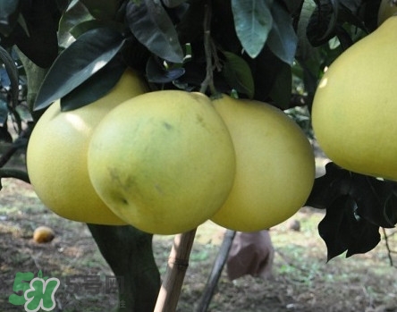 如何區(qū)分紅肉蜜柚真假？吃紅肉蜜柚有什么好處？