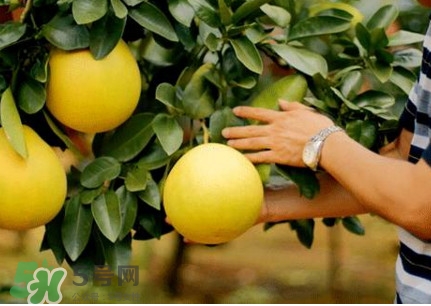 紅肉蜜柚什么時候上市？紅肉蜜柚為什么苦