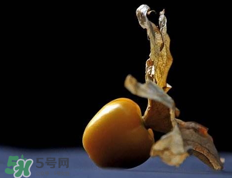 姑娘果可以泡水喝嗎？姑娘果怎么泡水喝？