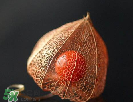 姑娘果可以泡水喝嗎？姑娘果怎么泡水喝？