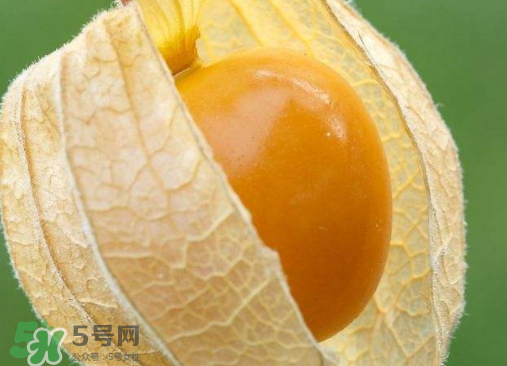 燈籠果是熱性還是涼性？燈籠果是涼性的嗎？