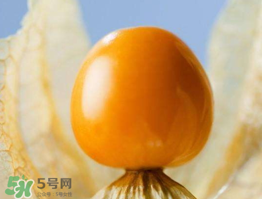 燈籠果是熱性還是涼性？燈籠果是涼性的嗎？