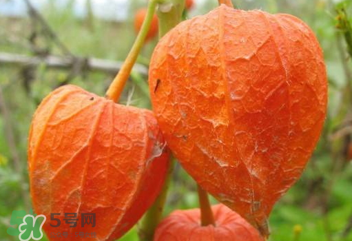 燈籠果是熱性還是涼性？燈籠果是涼性的嗎？