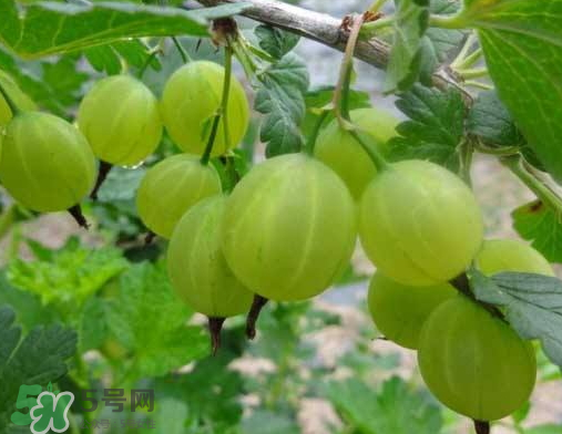 燈籠果什么時候種植？燈籠果怎么種植？