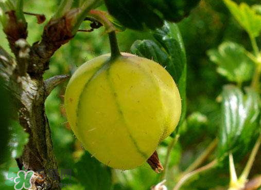 燈籠果什么時候種植？燈籠果怎么種植？