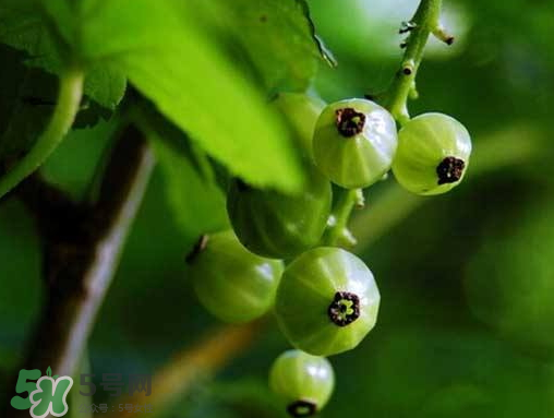 燈籠果什么時候種植？燈籠果怎么種植？