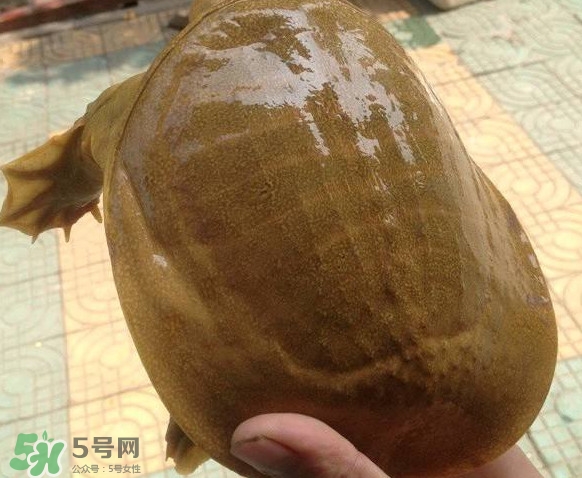 甲魚又叫什么？甲魚吃什么食物