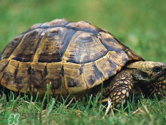 甲魚是烏龜嗎？甲魚是王八嗎？