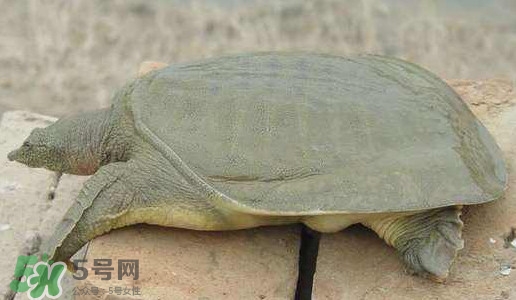 腳魚是什么？腳魚和烏龜?shù)膮^(qū)別