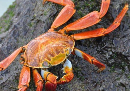 中秋前后吃公蟹還是母蟹？中秋節(jié)吃什么螃蟹