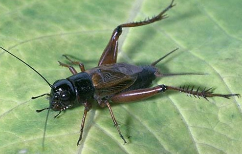 蟋蟀和蛐蛐一樣嗎？家里有蛐蛐怎么辦