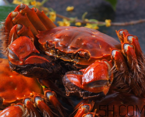 中秋節(jié)可以送大閘蟹嗎？中秋節(jié)為什么要送大閘蟹