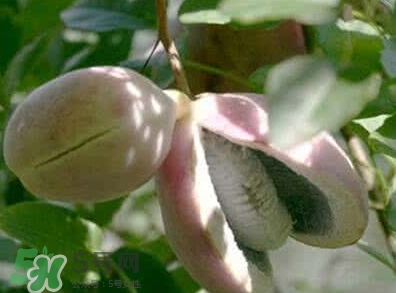 八月瓜能放冰箱嗎？八月瓜怎么保存？