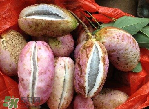 八月瓜孕婦能吃嗎？八月瓜的功效與作用