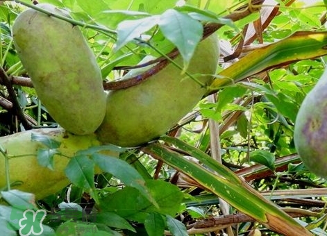 八月瓜能放冰箱嗎？八月瓜怎么保存？