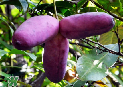 八月瓜的籽怎么吃？八月瓜籽的功效作用