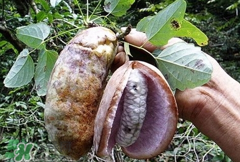 八月瓜能種植嗎？八月瓜怎么種植？