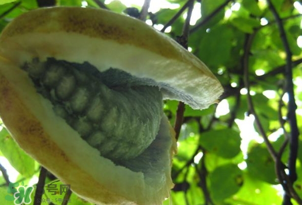 八月瓜可以美容嗎？八月瓜怎么吃有美容效果？