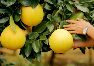 如何區(qū)分紅肉蜜柚真假？吃紅肉蜜柚有什么好處？