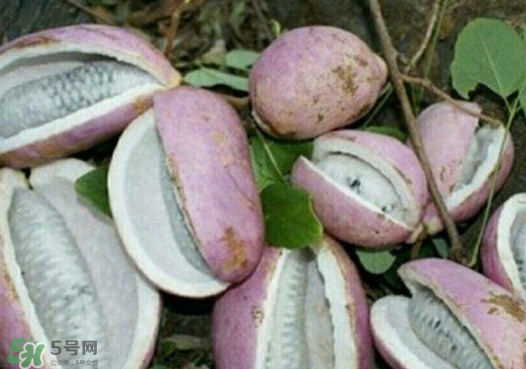 八月瓜能種植嗎？八月瓜怎么種植？