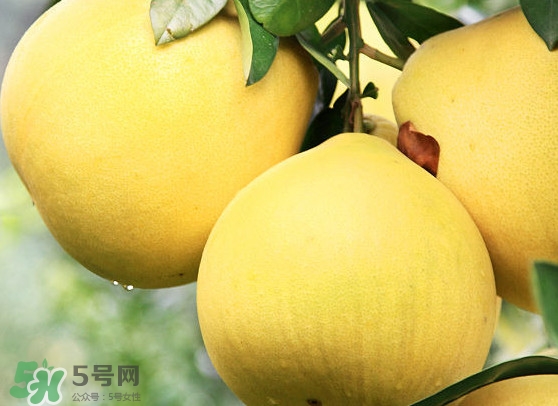 紅肉蜜柚和白肉蜜柚區(qū)別 紅肉蜜柚和三紅蜜柚的區(qū)別 紅肉蜜柚和白肉蜜柚區(qū)別 紅肉蜜柚和三紅蜜柚的區(qū)別