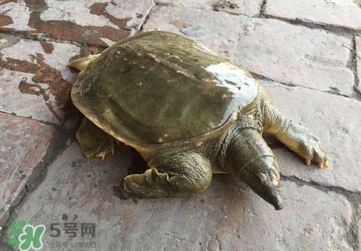 腳魚是什么？腳魚和烏龜?shù)膮^(qū)別