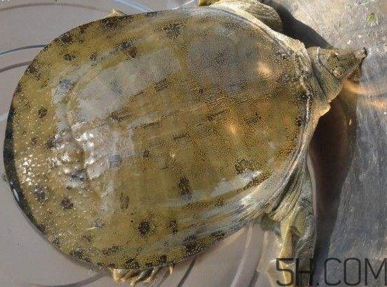 腳魚能和南瓜一起吃嗎？腳魚湯的做法