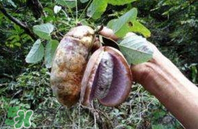 八月瓜可以補(bǔ)腎嗎？八月瓜的營養(yǎng)價值